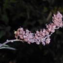 Spiraea salicifolia 2017-09-27 5137
