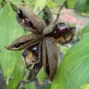 Paeonia × yananensis kz1